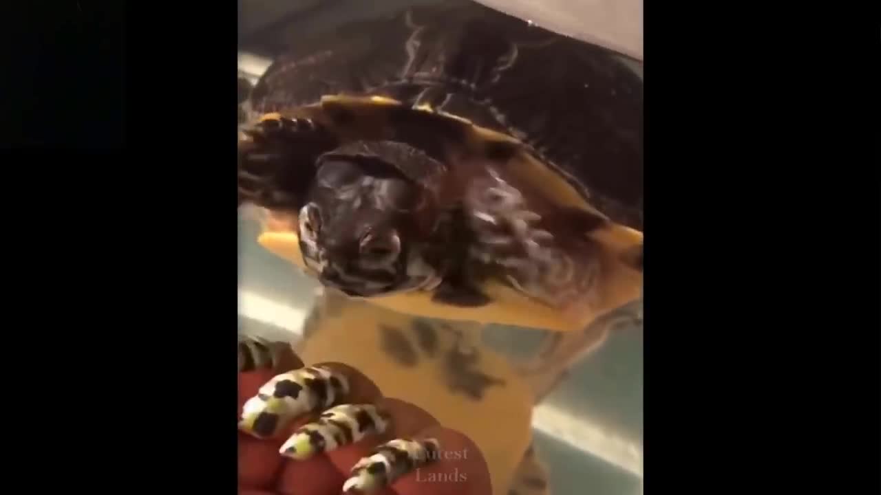 Very smart cute and funny pets Try not to laugh