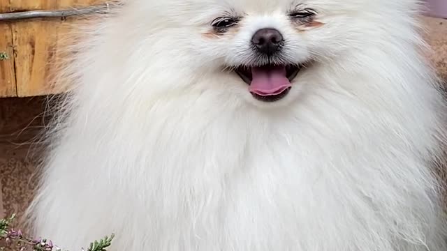 BEAUTIFUL WHITE DOG