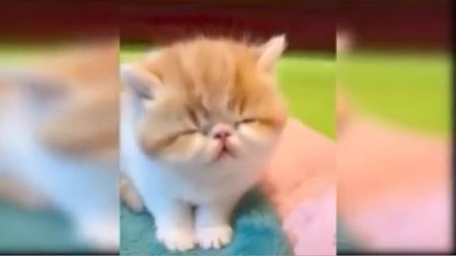 cute and funny cats videos compilation | funny animal videos