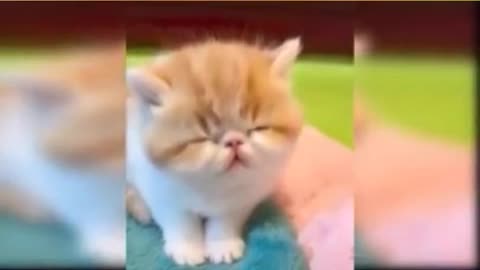 cute and funny cats videos compilation | funny animal videos