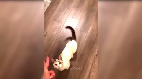 Man shoots cat 🤯