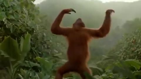 Funny Dance Of Animal