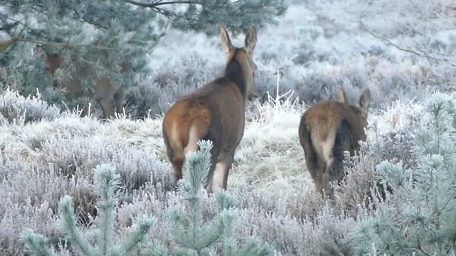 A confused deer