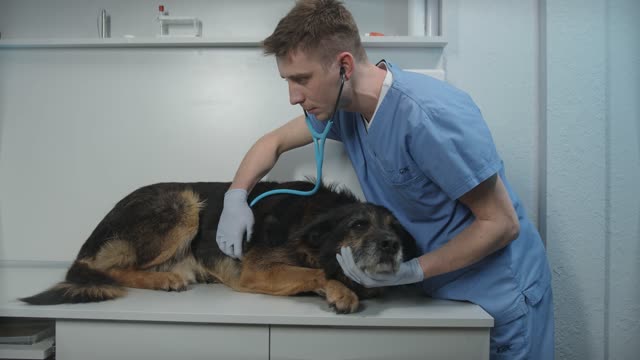 Vet Examining Sick Dog