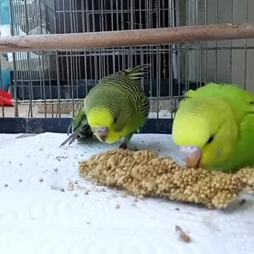A pair of lovebirds eat a delicious and wonderful way inside the cage