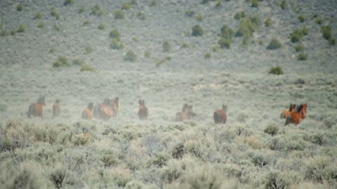 Wild Horses Running Through Mountains