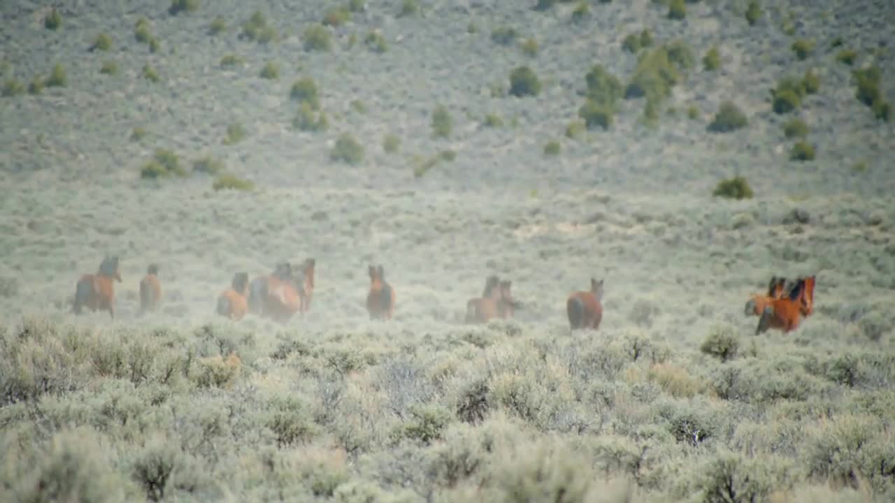 Wild Horses Running Through Mountains