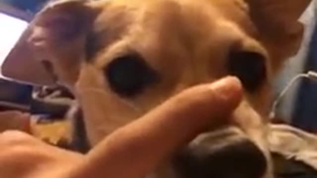 When you are not afraid of dogs