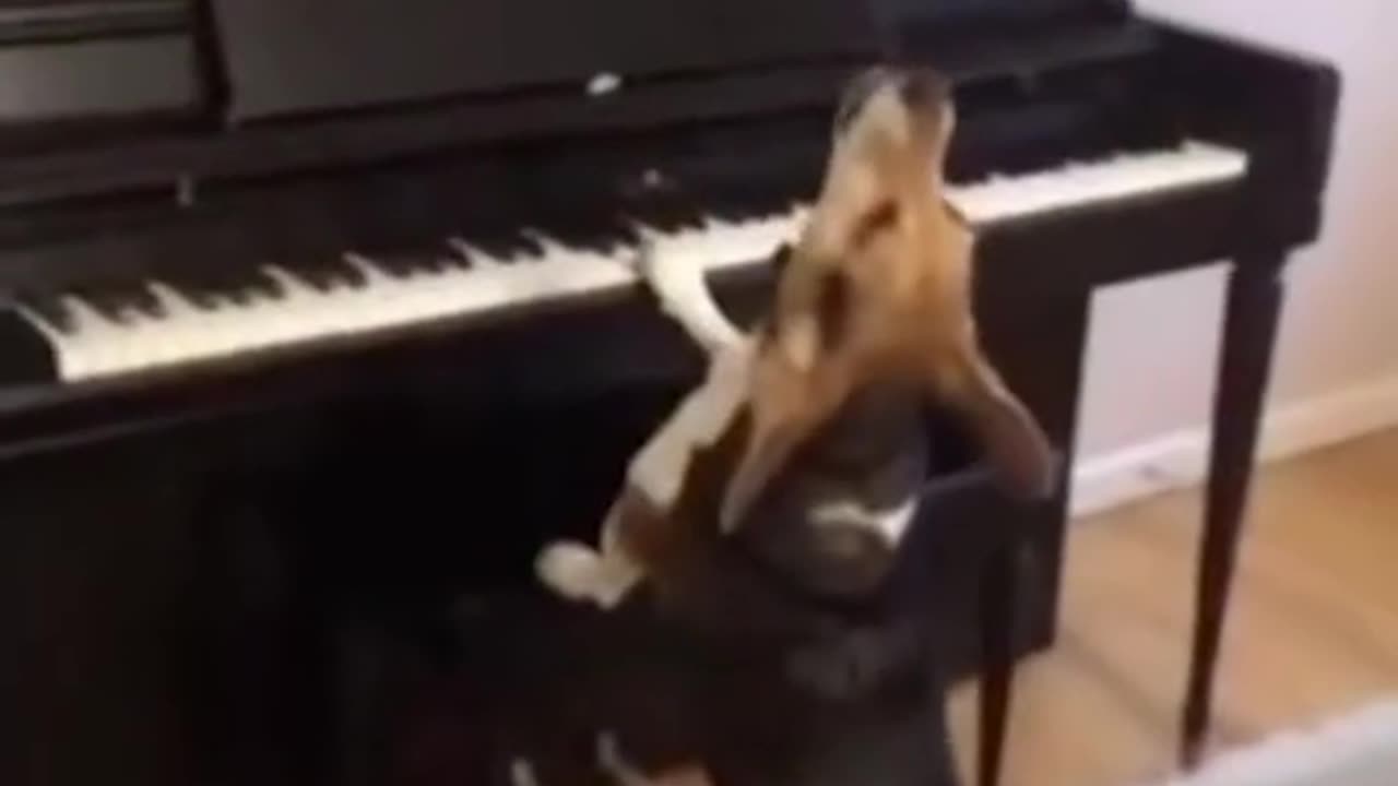 Funny dogs videos 😂