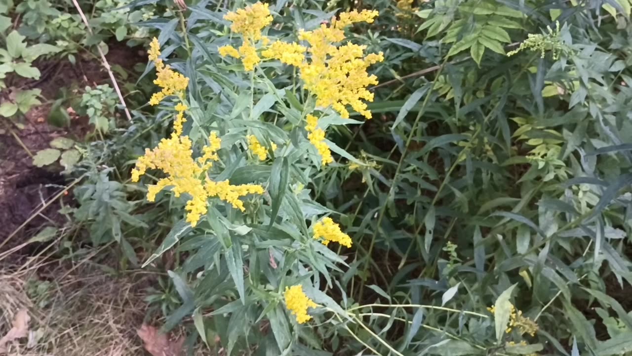 Goldenrod