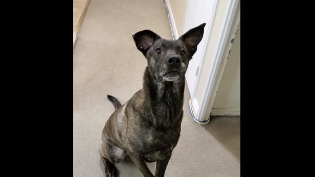 cute dog wants her ball back.