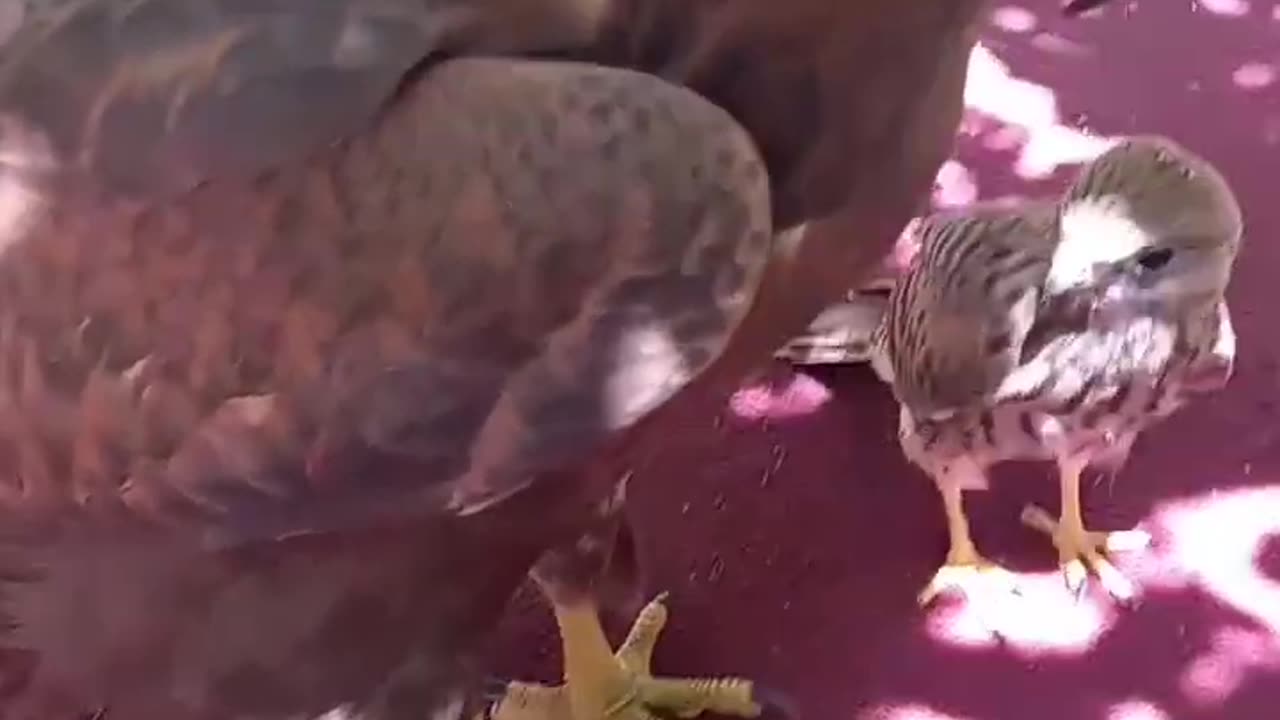 Falcon riding an eagle