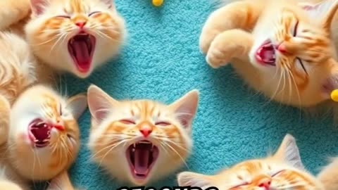 LOL! Cats Laughing and Falling: Hilarious Feline Fails!