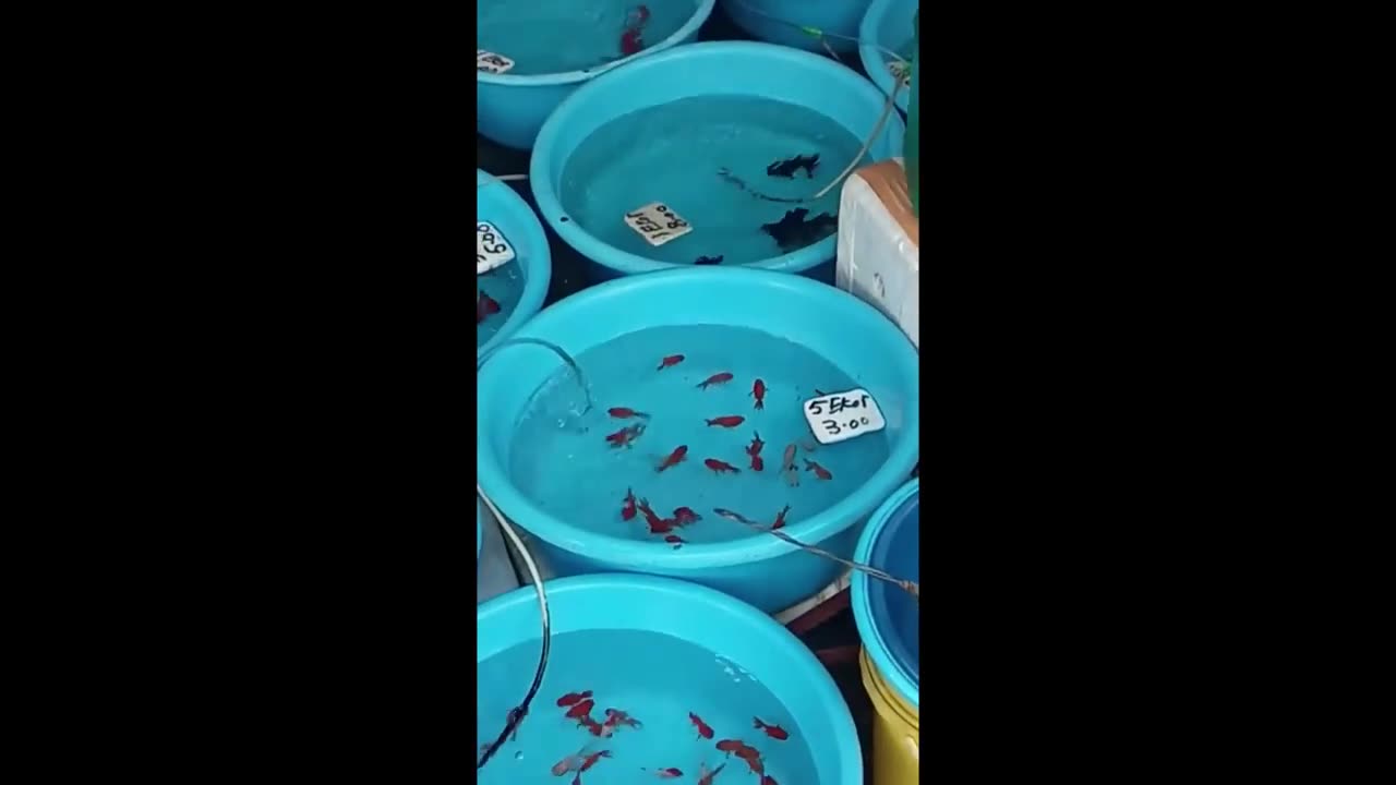 Wet market in Kuala Lumpur