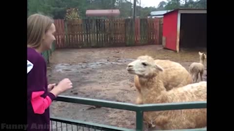 Funniest Animals 🐧 - Best Animal Videos 😁 - Cutest Animals Ever