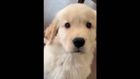 Funny Animals! Funny Dogs! Funny Videos! # Short