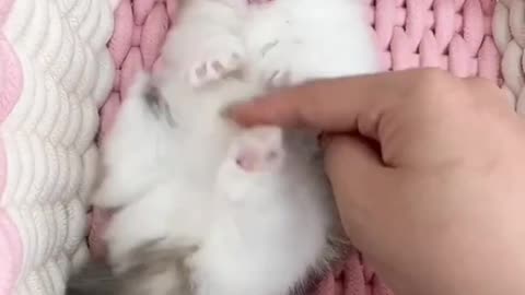 Kitten giggling