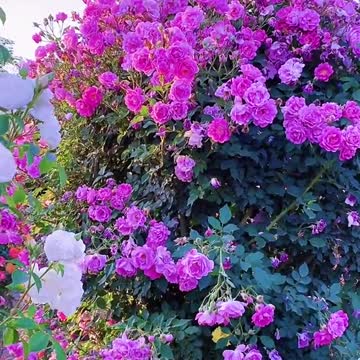 Beautiful pink rose garden