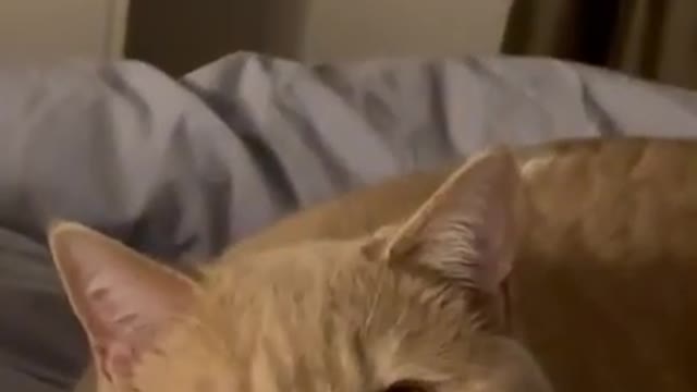 🤣LAUGH TO FAINT😹CATs will make you LAUGH all day😹 - Funny Cats Life