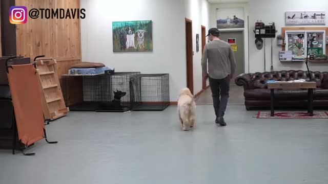 Teach Any Dog To Walk Nicely