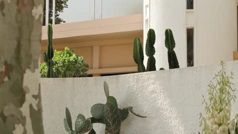 Cacti near a building