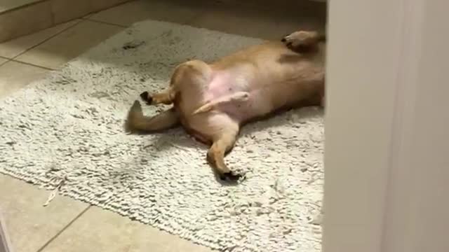 Tan dog lies on carpet in bathroom when owner walks in