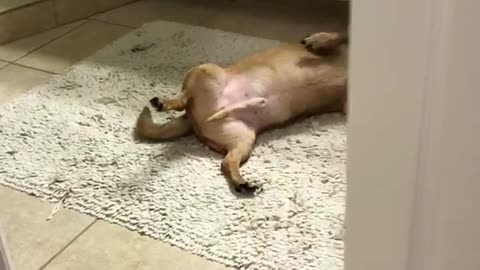 Tan dog lies on carpet in bathroom when owner walks in