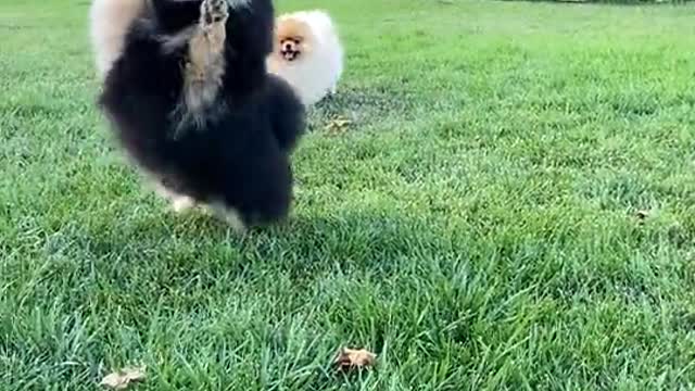 THE CUTEST PUPPIES