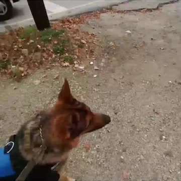 Service dog compilation