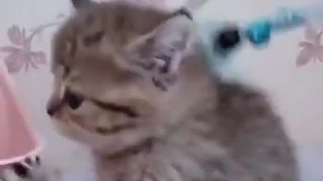 Very funny cats videos funny cats video cat's playing video