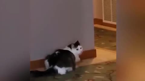 Funny pets