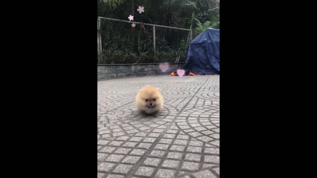 💗Cute And Funny Pets Try Not To Laugh To These Pets Compilation #17💗