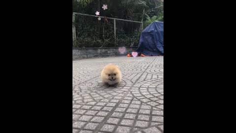 💗Cute And Funny Pets Try Not To Laugh To These Pets Compilation #17💗