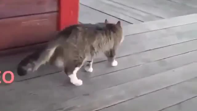 Funny and Cute Cats Videos #190