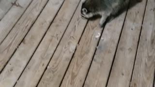 Rico The Racoon - On My Deck -