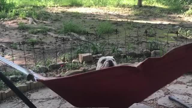 Bulldog Has a Hard Time Climbing on Hammock