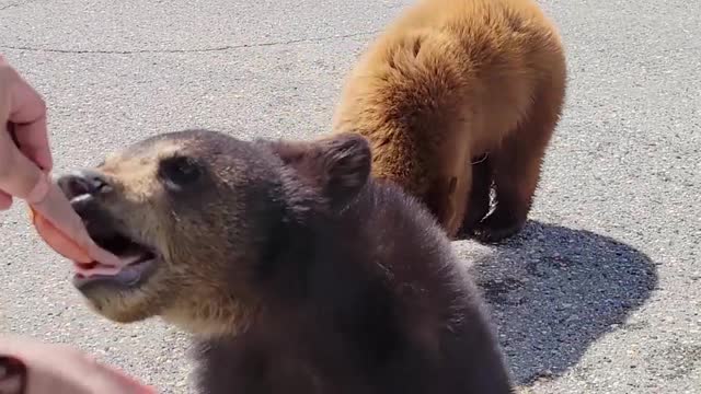 Feeding a Mama Black Bears and Cubs Lunch Meat