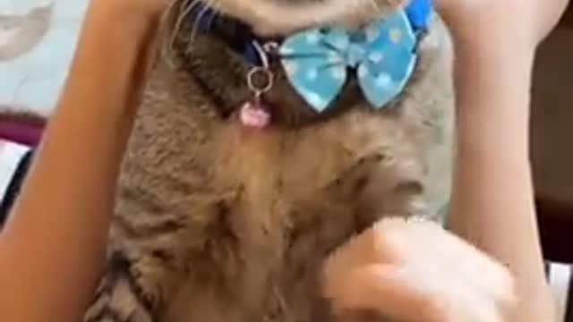Funny Cat | Funny animals | Pet | Animals | Animal Comedy | Animals Videos