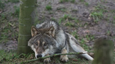 Wolf and bough