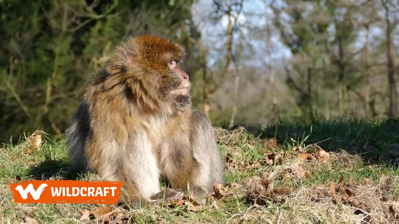 Wild Animal Footage in Africa 2022