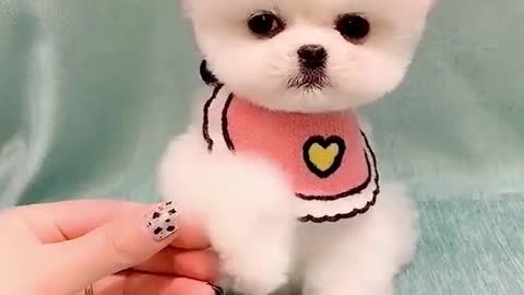 So cute 🥰 dog 🐕#dog4