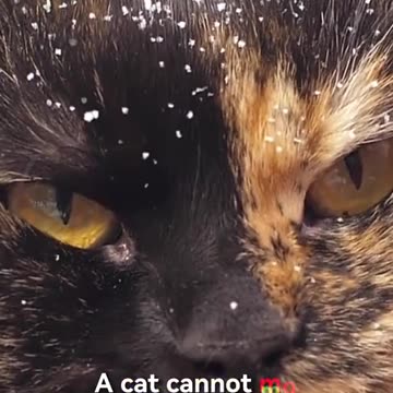 Uncover the mysterious and adorable world of cats with these surprising facts you've never known! 🐾