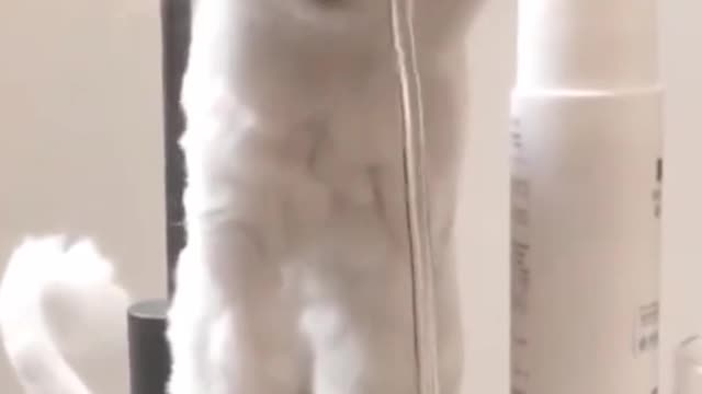 Cute animals video cute cat