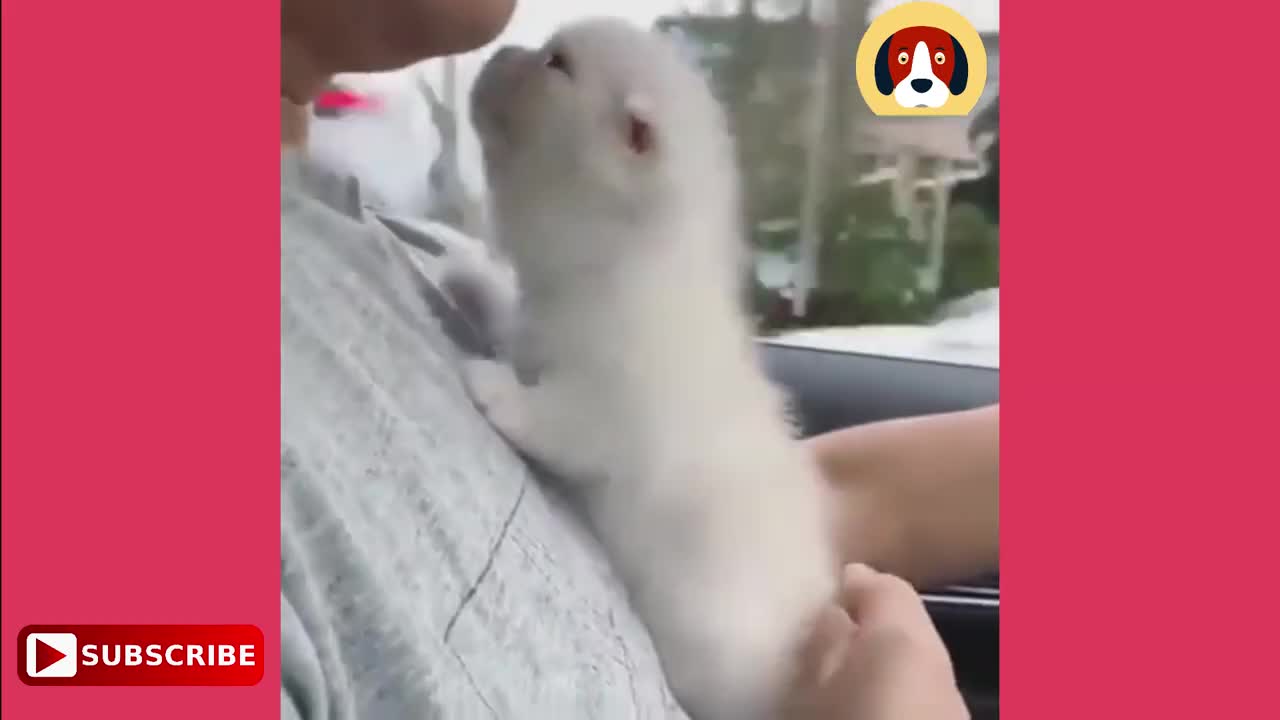 FUNNIEST CUTE CATS AND DOGS VIDEOS- Funny Awesome Pet Videos