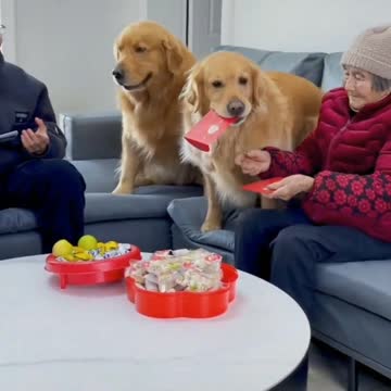 Golden Retriever loves