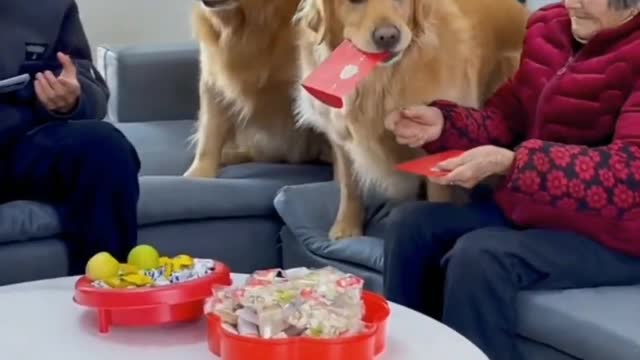 Golden Retriever loves