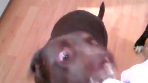 Brown dog making funny face while eating whipped cream