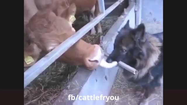 Vídeo divertido con animales