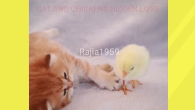 Cat & chicken hidden love