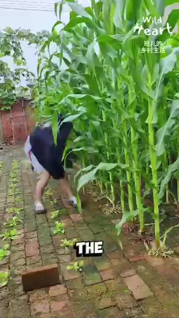 You can grow your food anywhere